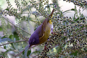 Nashville Warbler